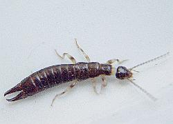 Ring-legged Earwig