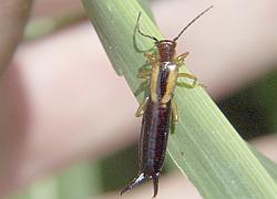 Earwig