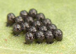 egg cluster