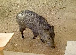 javelina