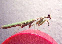 Praying mantis