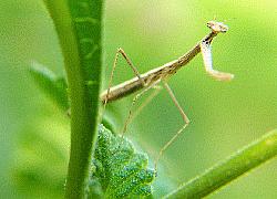 Praying mantis