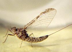 Mayfly