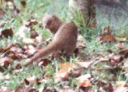 mongoose