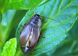 Pacific Beetle Cockroach