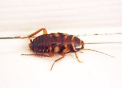 Cockroach