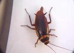 American Cockroach