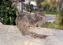 fat squirrel at the zoo