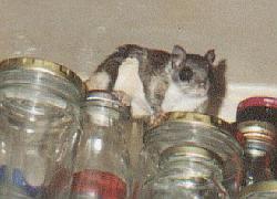 Eastern flying squirrel