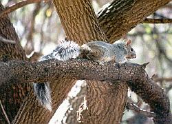 gray squirrel