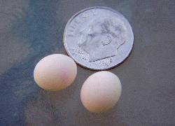 two lizard eggs