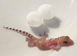 gecko hatchling