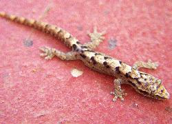 gecko in Hawaii