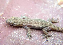 gecko in Hawaii