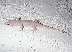 gecko in Tucson