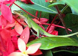 Anole lizard