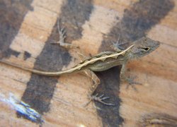 young lizard in Hawaii