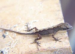 young lizard in Hawaii