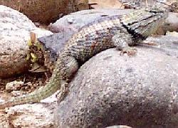 Desert Spiny Lizard, male