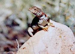 Collared Lizard