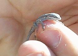 baby tree lizard