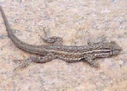 side-blotched lizard