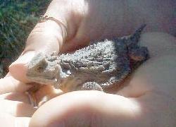 small horned lizard