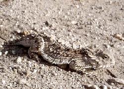 Regal Horned Lizard