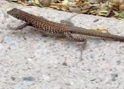 Western Whiptail