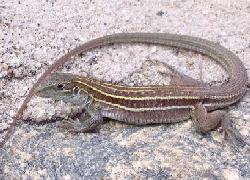 Sonoran Spotted Whiptail