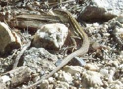 Desert Grassland Whiptail