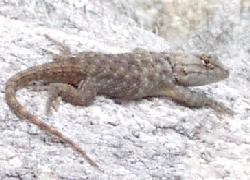 Clark's Spiny Lizard