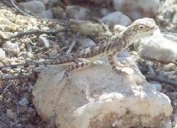 Zebra-tailed Lizard