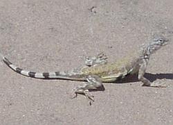 Zebra-tailed lizard