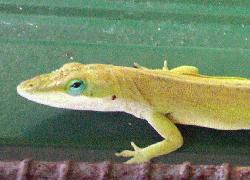 Anole