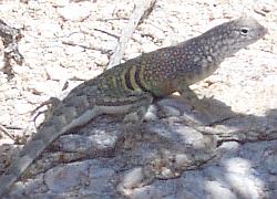 Chihuahuan Earless Lizard