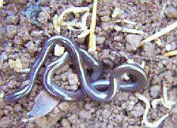 Brahminy Blind Snake