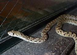 Gopher Snake