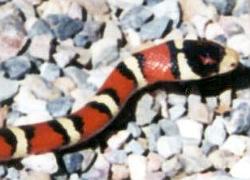 huachuca mountain kingsnake