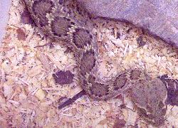 rattlesnake