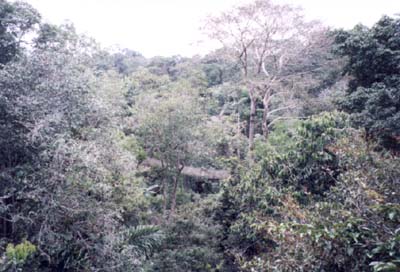 Canopy Walkway