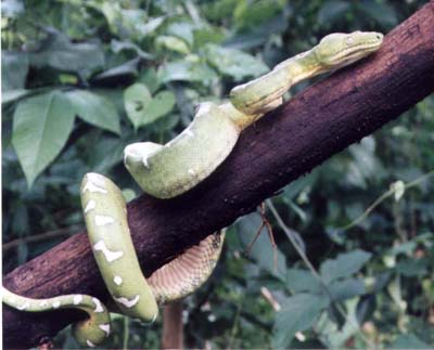 Emerald Tree Boa