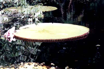 Victorian water lily