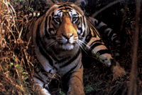 tiger