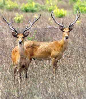 Barasingha.photo Dr.Dilip Katiyar