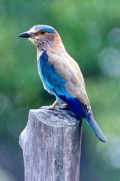 Indian Roller by Dr.Dilip Katiyar