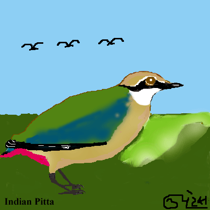 birding India