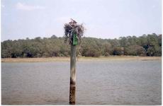 Osprey nest