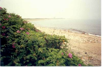 Beach on Block Island