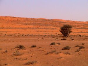 Les dunes au Nord des Wahibas